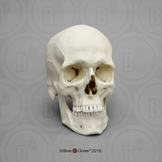 Human Male European Skull