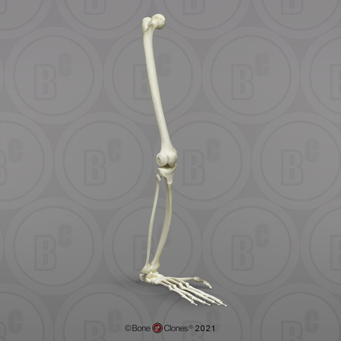 Siamang Leg, Articulated with Articulated Rigid Foot