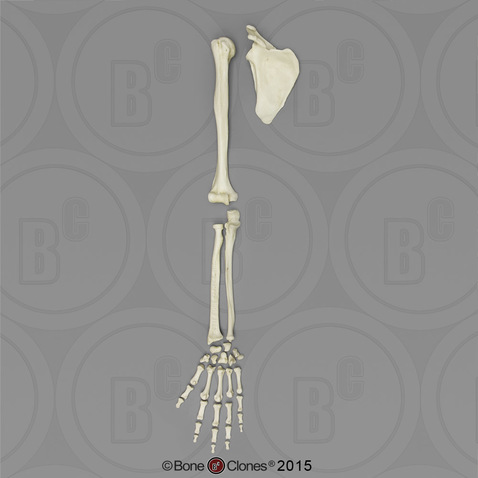 Human Female European Arm, Disarticulated w/ Disarticulated Hand (with Scapula)