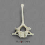 Gorilla Cervical vertebra, Single