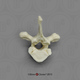 Gorilla Thoracic vertebra, Single