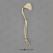 Mandrill Baboon Arm, Articulated w/ Articulated Rigid Hand with Scapula