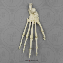 Human skeleton - Hands, Feet, Joints