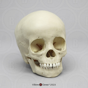 3-year-old Human Child Skull