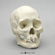 Human Female American Indian Skull