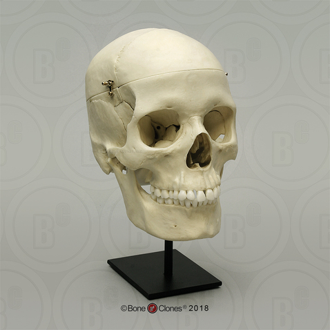 Human Female European 7-Piece Study Skull