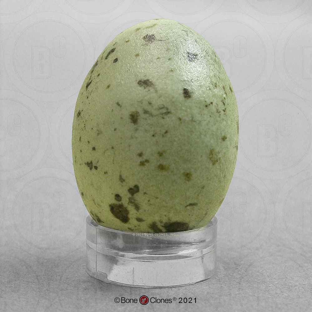 Blue Jay Egg - Bone Clones, Inc. - Osteological Reproductions