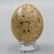 American Kestrel Egg