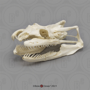 Anaconda Skull