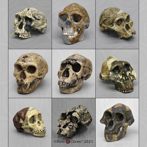 Set of 9 Fossil Hominid Skulls