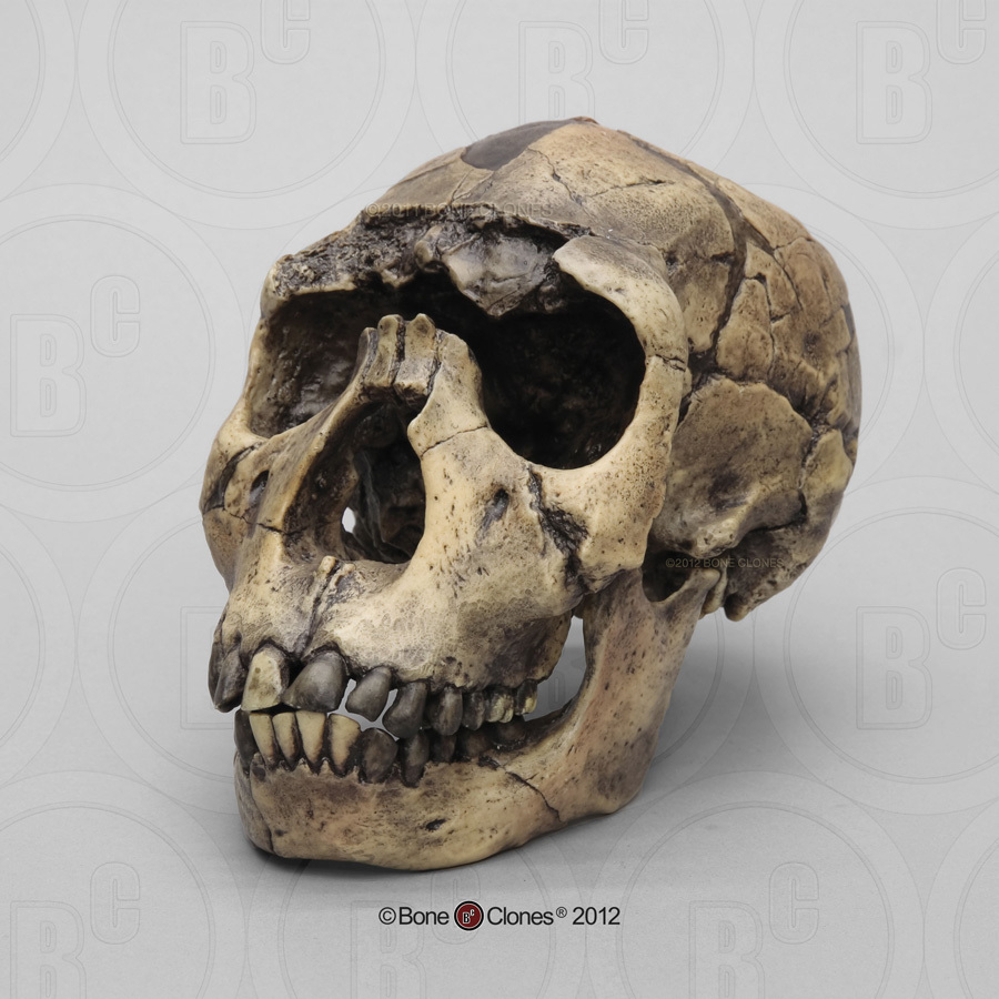 Set of 9 Fossil Hominid Skulls - Bone Clones, Inc. - Osteological Reproductions