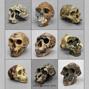 Set of 9 Fossil Hominid Skulls