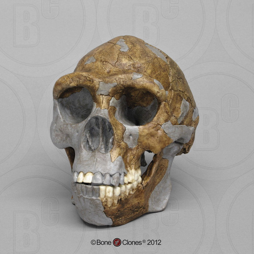 Fossil Hominids Set of 6 Skulls - Bone Clones, Inc. - Osteological