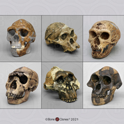 Fossil Hominids Set of 6 Skulls