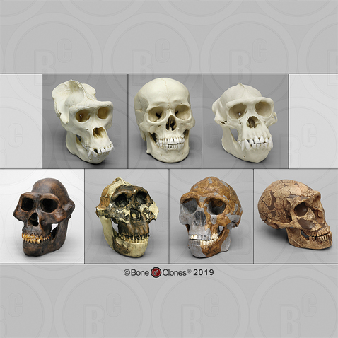 Set of 7 Primate Skulls