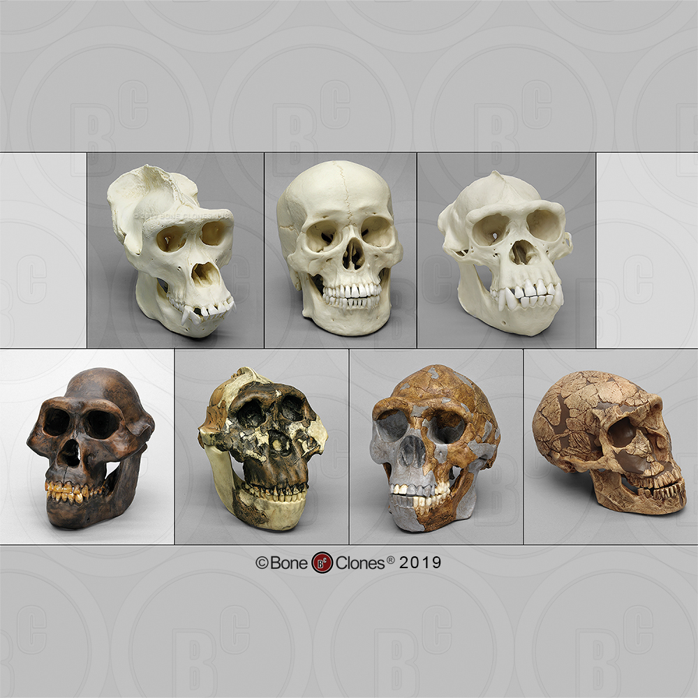 Set of 7 Primate Skulls - Bone Clones, Inc. - Osteological 