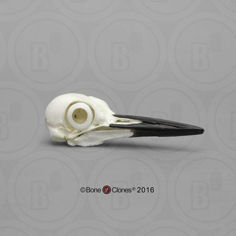 Pileated Woodpecker Skull