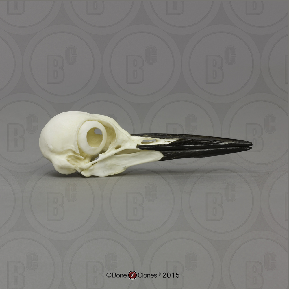 Pileated Woodpecker Skull - Bone Clones, Inc. - Osteological Reproductions