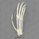 Siamang Hand, Articulated Rigid