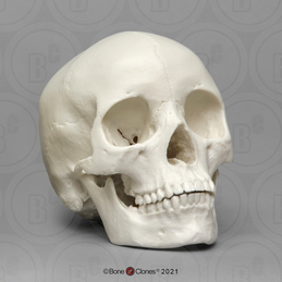 Human Female Asian Economy Skull