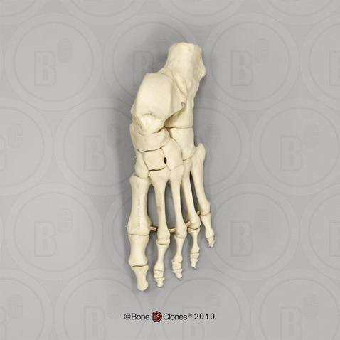 Human Male European Foot, Articulated, Premium Flexible