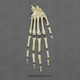 Rhesus Macaque Hand, Semi-articulated