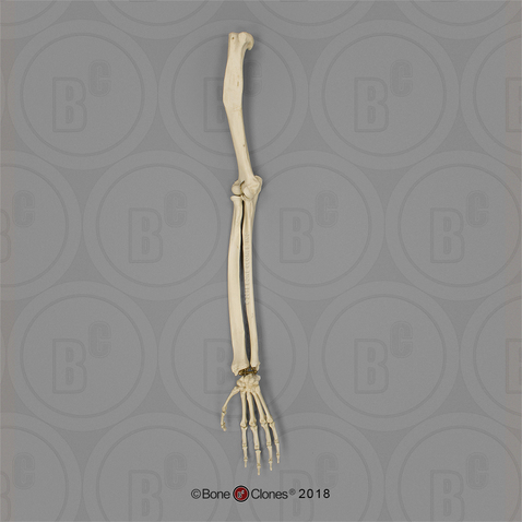 Mandrill Baboon Arm, Articulated w/ Articulated Rigid Hand (no Scapula)