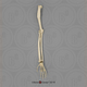 Mandrill Baboon Arm, Articulated w/ Articulated Rigid Hand (no Scapula)