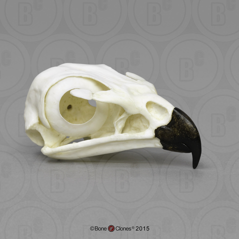Red-tailed Hawk Skull