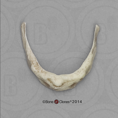 Human 68-year-old Male Ossified Hyoid