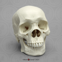 Human Skull, Male African
