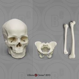 Dietary Comparison Economy Skull Set - Bone Clones, Inc. - Osteological  Reproductions