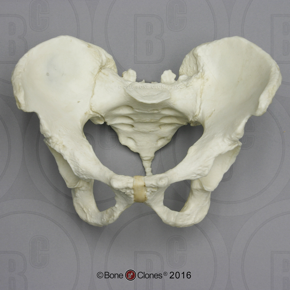 Articulated Human Male Pelvis - Bone Clones, Inc. - Osteological