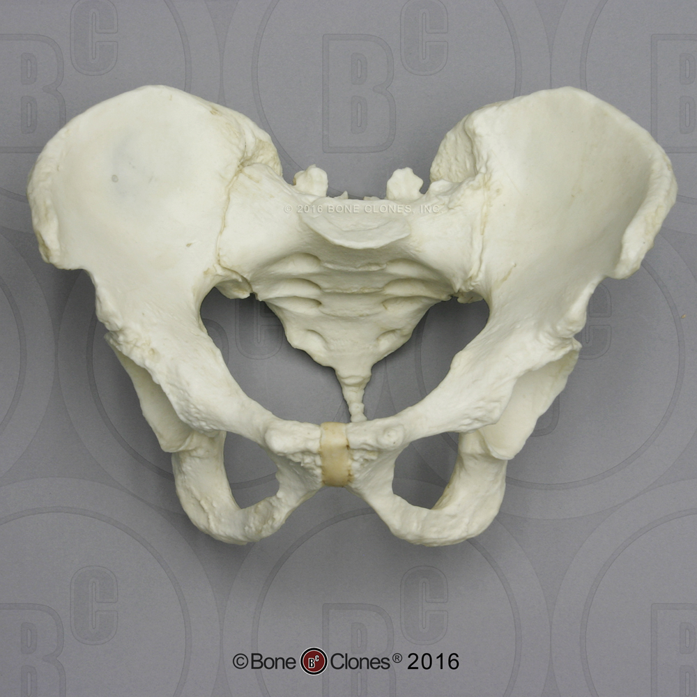 Human Male European Articulated Skeleton - Bone Clones, Inc. - Osteological  Reproductions