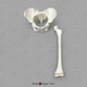Modern Human 5-year-old Articulated Pelvis and Sacrum with Femur