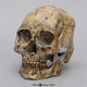 Kennewick Man Skull