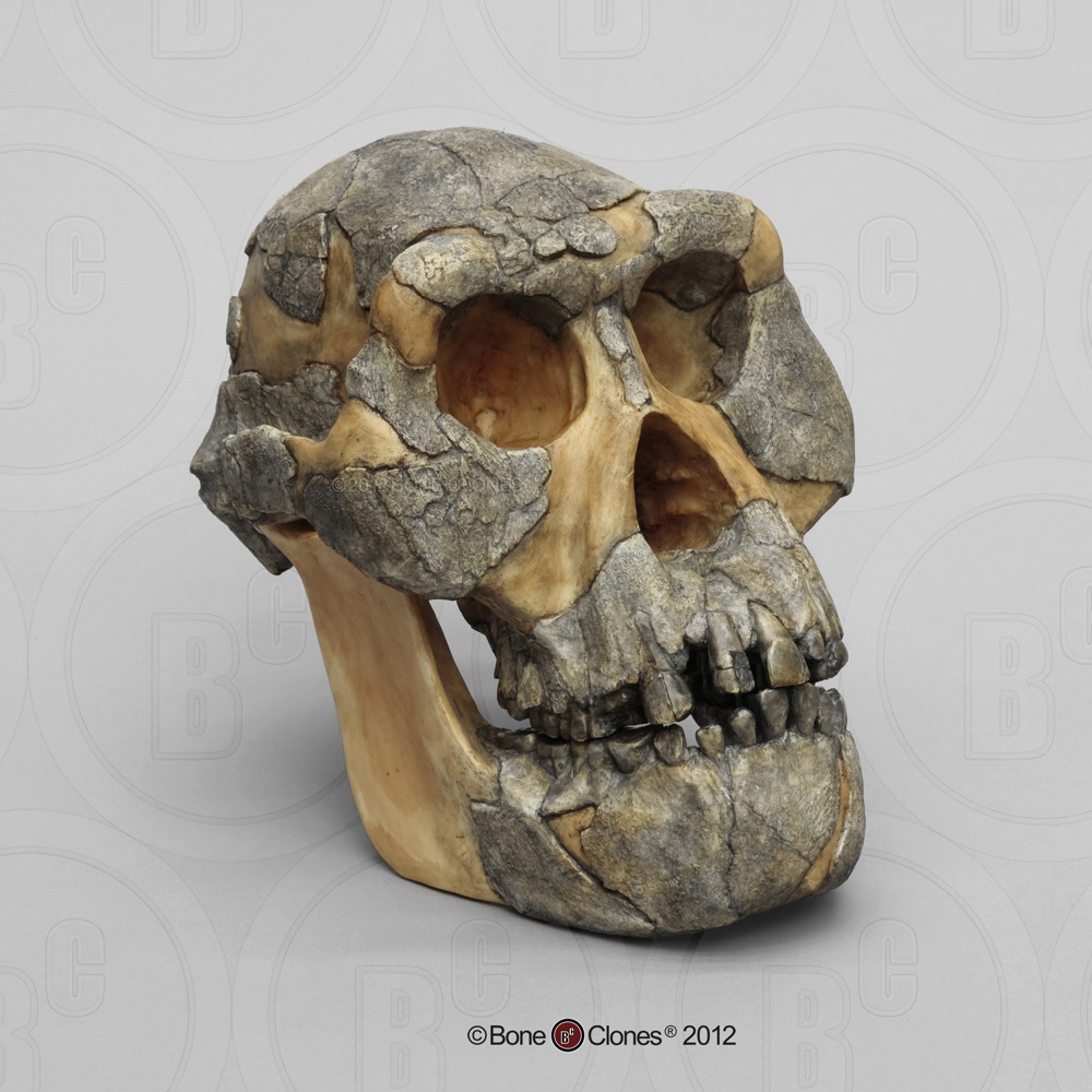 Australopithecus afarensis Skull Bone Clones Inc 