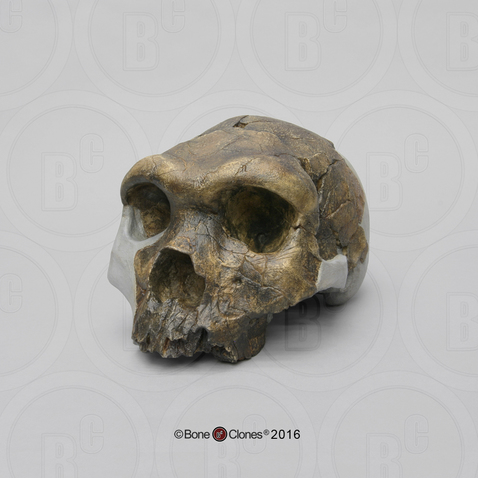 Homo heidelbergensis Bodo cranium