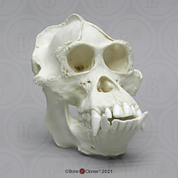 Bornean Orangutan Male Skull, image