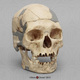 H. sapiens Oase Skull With Reconstruction BH-049