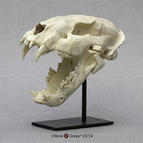 Sabertooth Cat, Juvenile Machairodus giganteus Skull