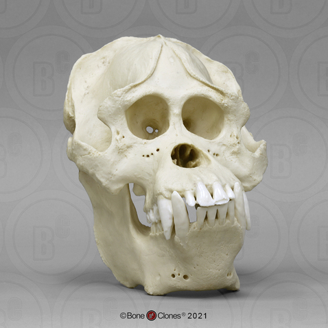 Sumatran Orangutan Skull, image