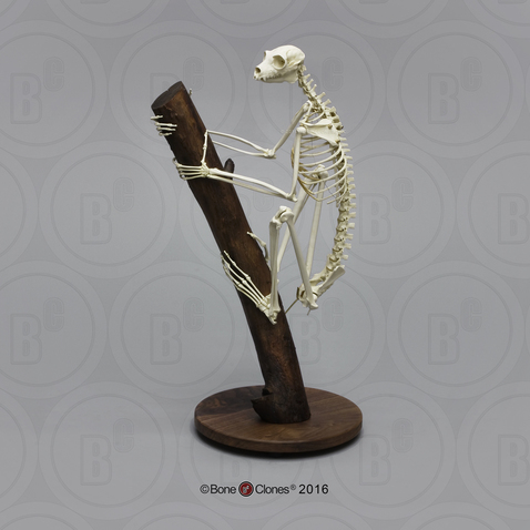 Indri Lemur Skeleton, Articulated