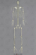 Indri Lemur Skeleton, Disarticulated