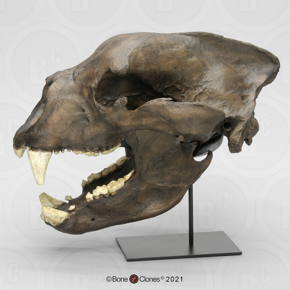 Accurate size comparison between the giant short-faced bear and