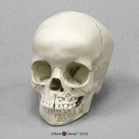 Human Child Skull (Replica)