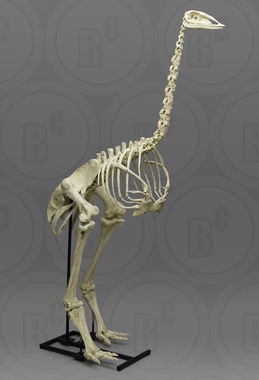 Articulated Elephant Bird Skeleton