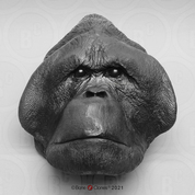 Male Orangutan Head (Life Cast)