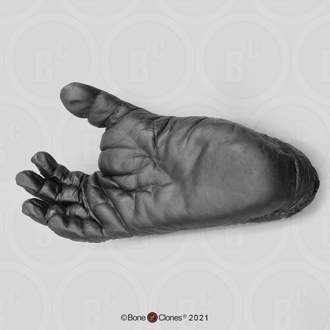 Chimpanzee Foot (Life Cast)