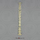 Human Male Asian Robust Vertebral Column-all 24 Vertebrae, Disarticulated